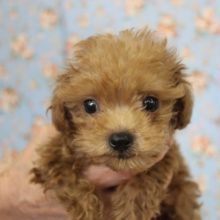 愛嬌たっぷり元気い～っぱい🌟小さなトイプードルくん入舎です♂