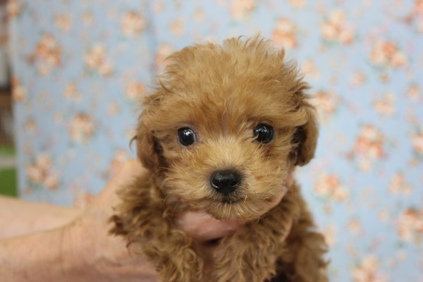 愛嬌たっぷり元気い～っぱい🌟小さなトイプードルくん入舎です♂