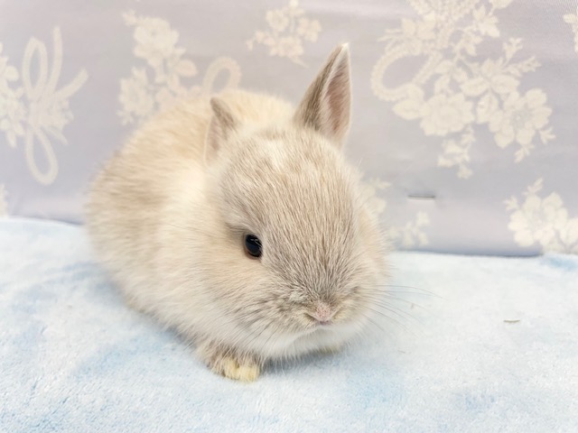 レアカラー！？💛ネザーランドドワーフラビット（グレー系）男の子　2022年3月生まれ