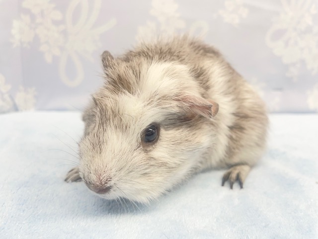 つむじ💛クレステッドモルモット（グレー系）女の子　2022年2月生まれ