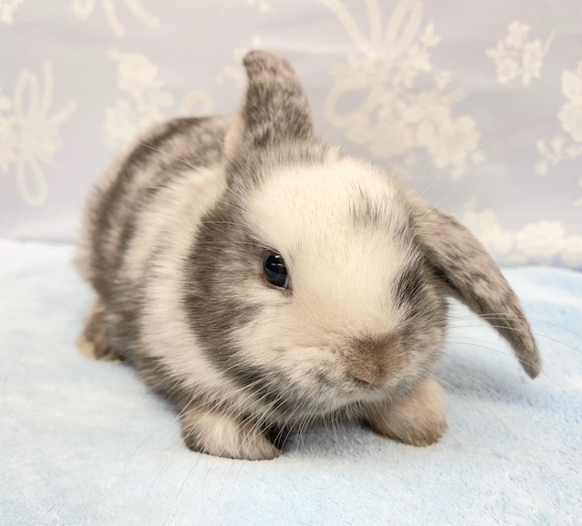 ファンキー模様💛ロップイヤーラビット（白黒）男の子　2022年3月生まれ