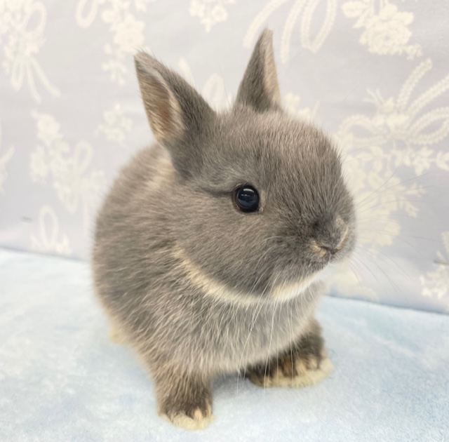 濃い～💛ネザーランドドワーフラビット（ブルー系）男の子　2022年3月生まれ