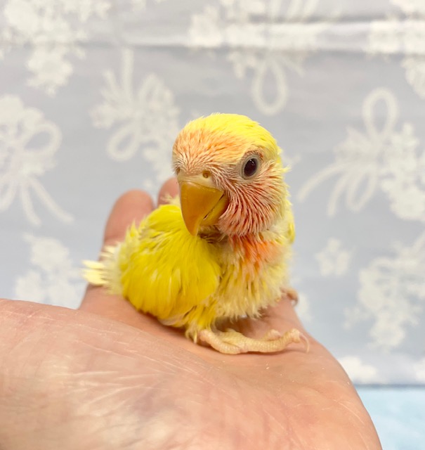 黄色💛コザクラインコ（ルチノー）　2022年3月生まれ
