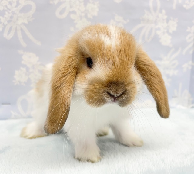 垂れ耳💛ロップイヤーラビット（ブロークンオレンジ）男の子　2022年3月生まれ
