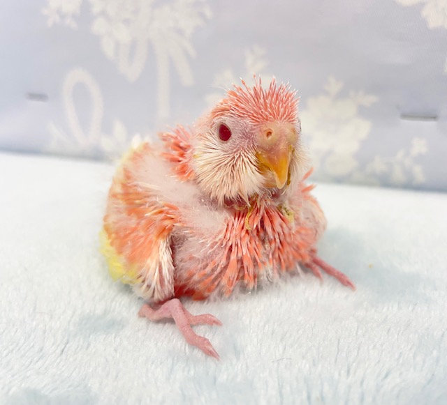 罪なほど美しい💛アキクサインコ（ルビノー）　2022年3月生まれ
