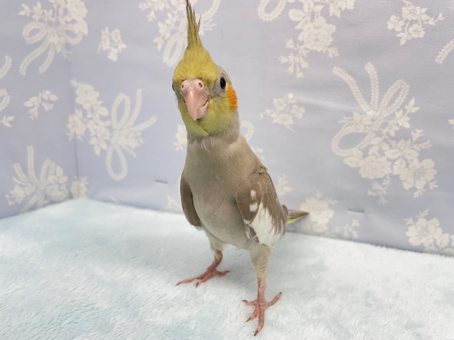 スタイリッシュ💛オカメインコ（シナモン）　２０２２年３月生まれ