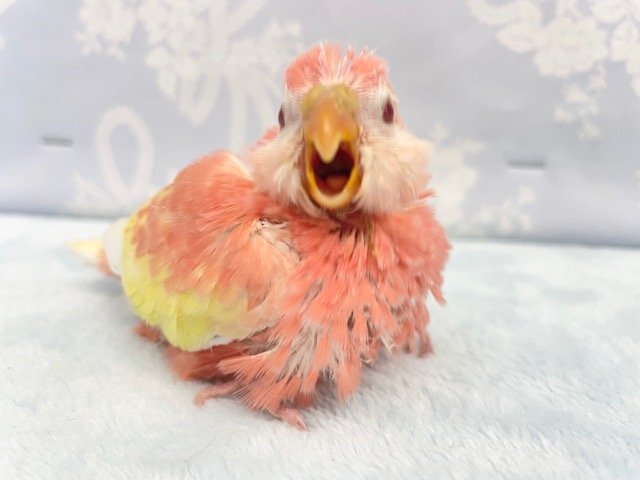 超人気💛アキクサインコ（ルビノー）　2022年3月生まれ