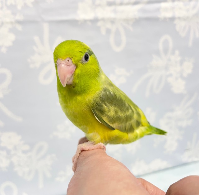 アボカド💛マメルリハ（ノーマルパイド）女の子　2022年3月生まれ