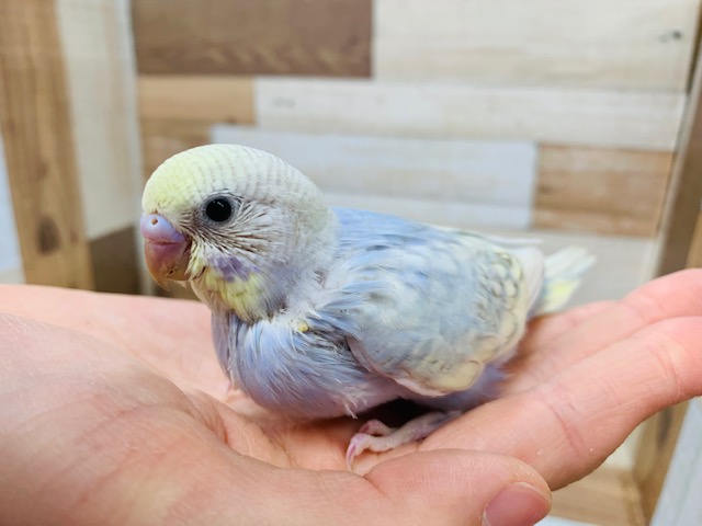 食欲旺盛♪セキセイインコ(パステルレインボースパングル)さん☆