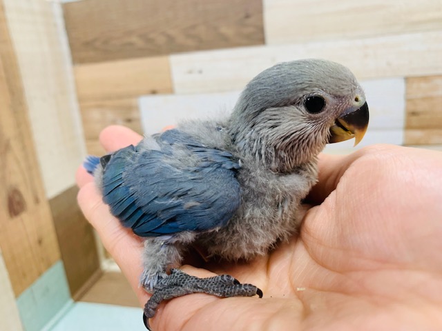 大人びたカラー☆コザクラインコ(バイオレット)さん♪