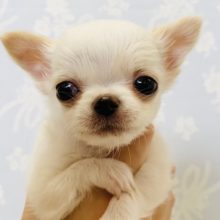 パワフルのちびちゃん♪チワワくん入舎☆