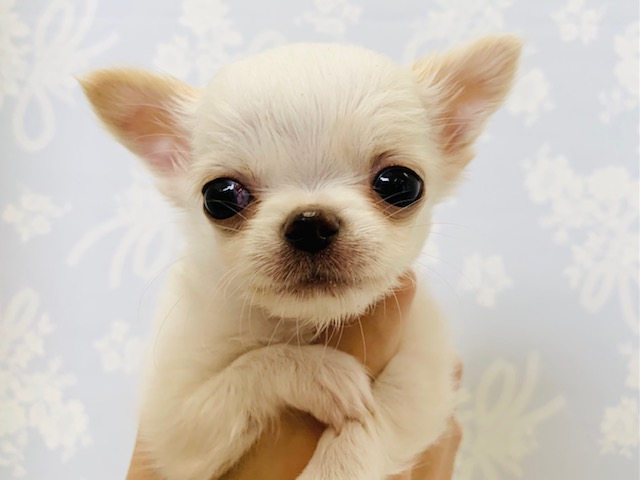 パワフルのちびちゃん♪チワワくん入舎☆