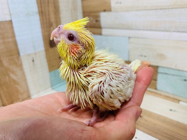 うるうるな瞳♪オカメインコ(ルチノー)さん！