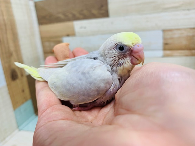 手に擦り寄ってきます！セキセイインコ(ライラック　イエローフェイス)さん☆