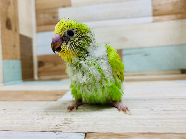どーんと立つ姿は大物になる予感?!セキセイインコ(スパングル)さん♪