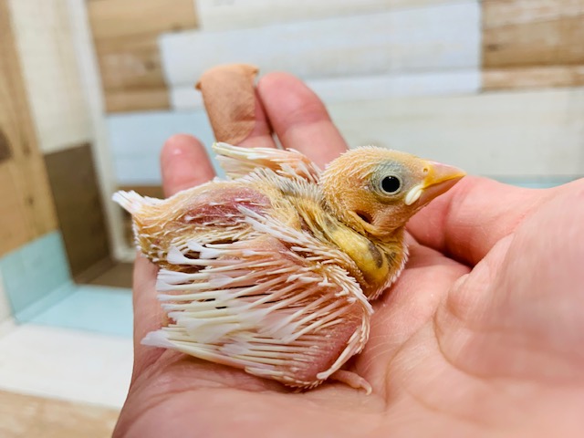 純白の人気カラー☆白文鳥さん！