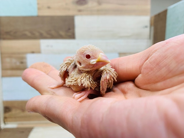 不動の人気カラー☆シナモン文鳥さん♪