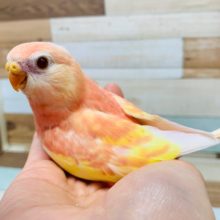 人気のピンクの鳥さん♪アキクサインコ(ルビノー)さん♪