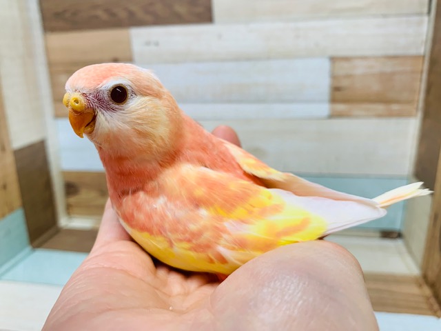 人気のピンクの鳥さん♪アキクサインコ(ルビノー)さん♪
