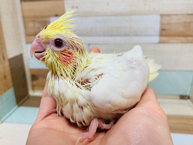 むっちり体型♪オカメインコ(ルチノー)さん!!