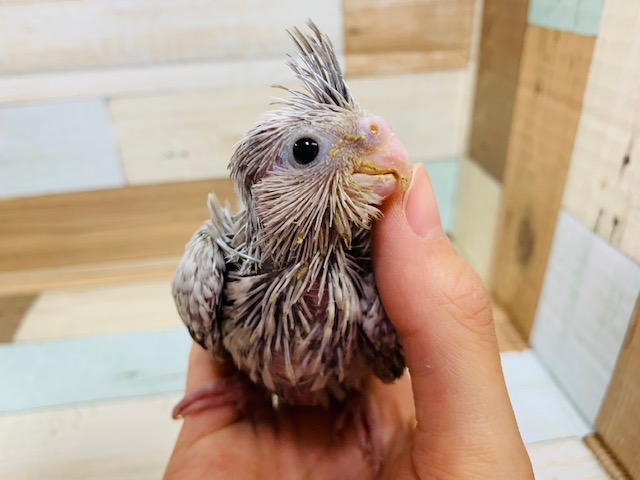 指にぴとっ♡オカメインコ(ホワイトフェイスシナモンパール)さん！