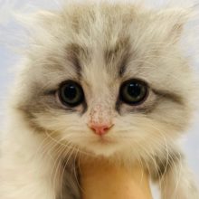 美形にゃんこはこのコのこと!スコティッシュフォールドくん☆