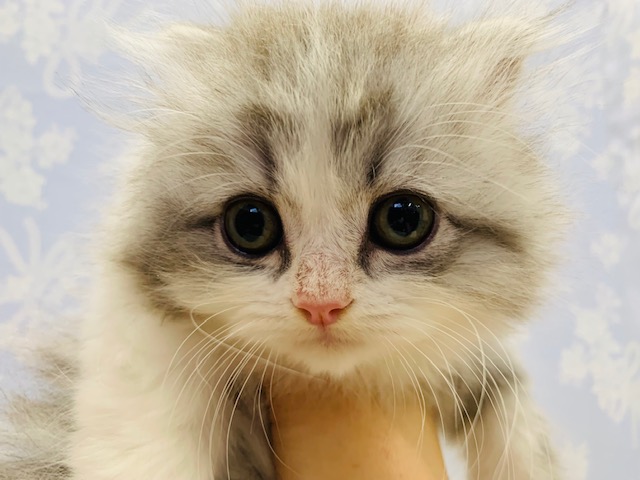 美形にゃんこはこのコのこと!スコティッシュフォールドくん☆