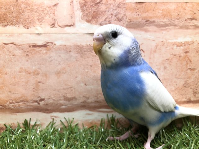 少し怖がり　セキセイインコパイド　R４　４／４撮影