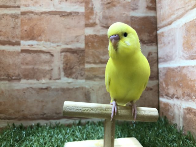 元気良すぎ！　セキセイインコ　パイド　R４　４／４撮影