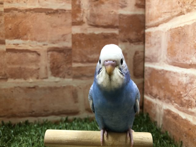 あと少しで卒業！　セキセイインコ　スパングル　R４　４／４撮影