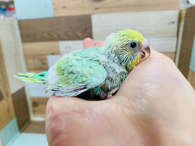 人気のグリーン系☆セキセイインコ(パステルカラーレインボー)さん♪