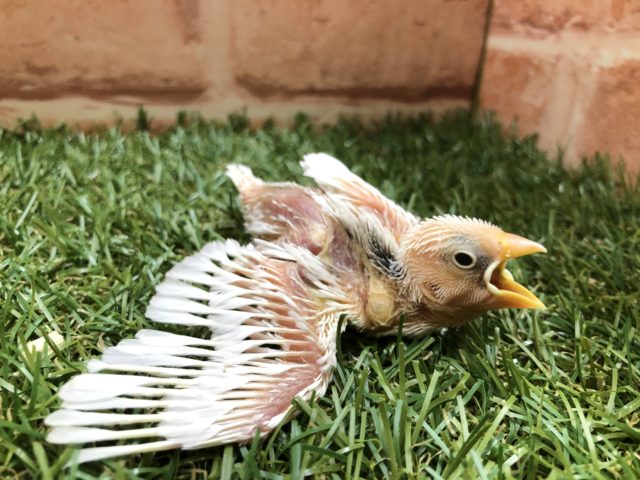 いつでも人気！　白文鳥　R４　４／７撮影