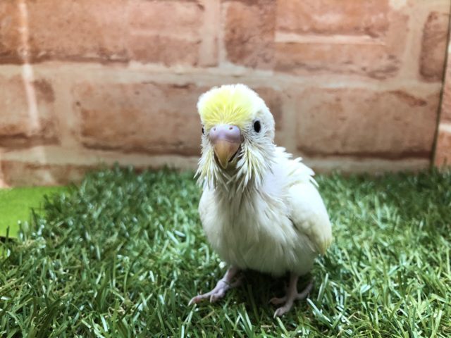 人気の優しい色合い　セキセイインコ　クリーム　R４　４／７撮影