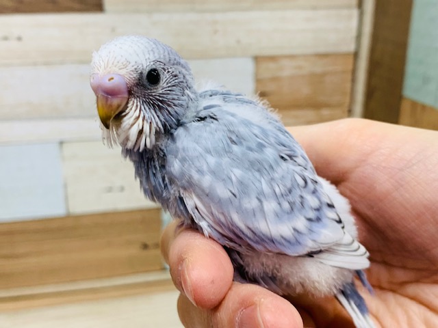 落ち着いた色合い!!セキセイインコ(スパングル)さん☆
