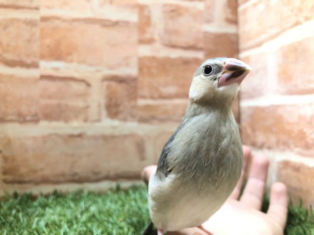 手乗りなんです！　桜文鳥　R４　４／１２撮影