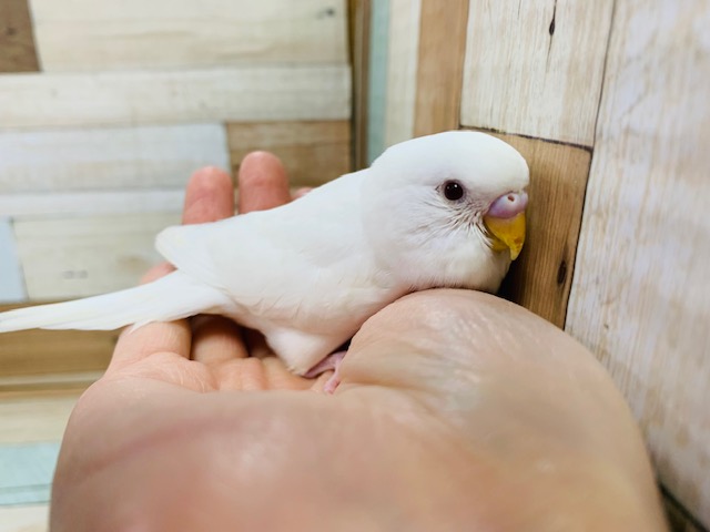 フィット感がたまらない♡セキセイインコ(アルビノ)さん♪