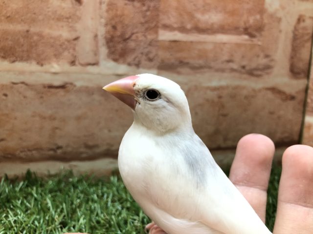 手乗りだけど・・・　白文鳥　R４　４／１２撮影