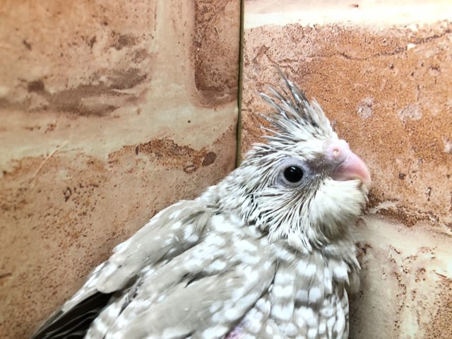 人気のオカメちゃん　オカメインコ　WFシナモンパール　R４　４／１３撮影