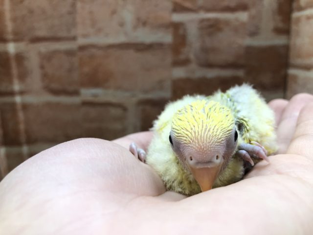 人気カラーなんです！　コザクラインコ　タイガーチェリー　R４　４／１３撮影