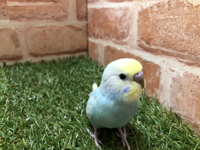 魅惑のレインボーカラー　セキセイインコ　パステルレインボースパングル　R４　４／１３撮影