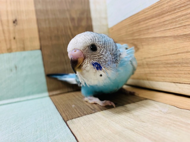 おめめくりくり♪セキセイインコ(オパーリン)さん☆