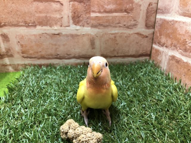 明るい色合いのレアカラー!! コザクラインコのひな 2022.4/6撮影