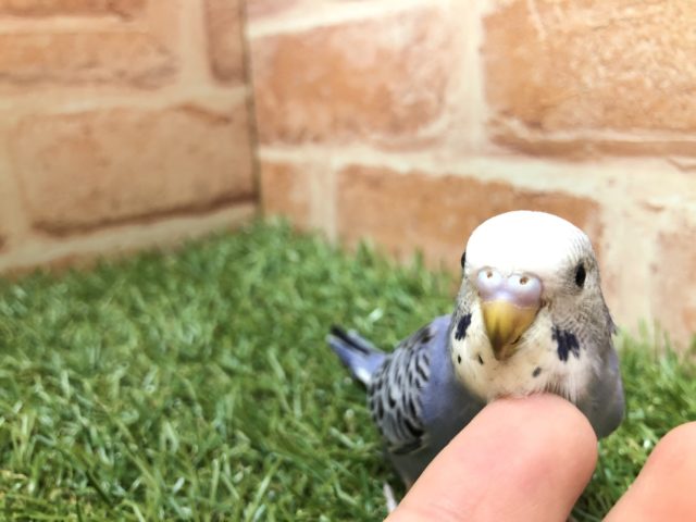 甘ったれになりそう　セキセイインコ　オパーリン　R４　４／１８撮影