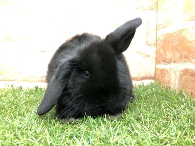 ブラックがツヤツヤ　ロップイヤーラビット　R4　４／２０撮影