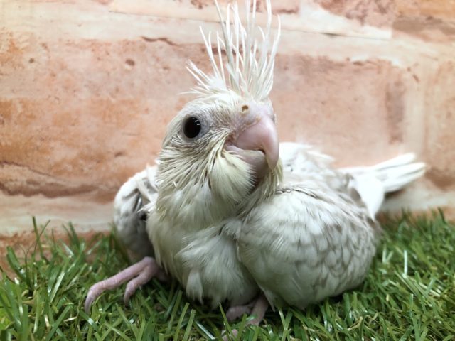 優しい色合い育ったらどんな感じに？　オカメインコWFシナモンパールパイド　R４　４／２０撮影