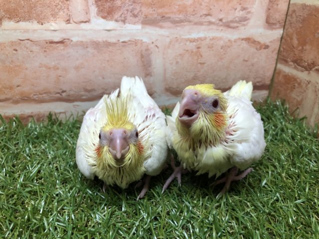 このカラーがオカメだね　オカメインコ　ルチノーカラー　R４　４／２０撮影