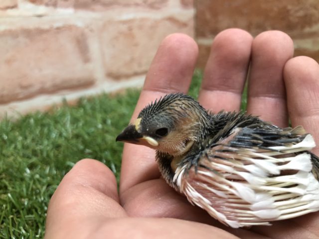 桜文鳥入舎です　R4　４／２０撮影