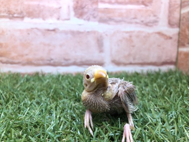 いつ以来の入舎？　シナモン文鳥　R４　４／２３撮影