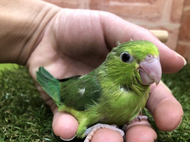 怖がりなんです　マメルリハインコ　ノーマル女の子　R４　４／１３撮影