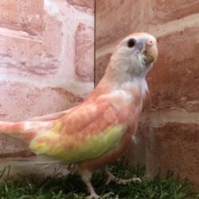 綺麗な色合いのインコちゃん　　アキクサインコ　ルビノー　R４　４／３０撮影